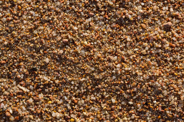 The coastline of the Red Sea. Sand, pebbles, corals, fossils. Background with a marine theme.