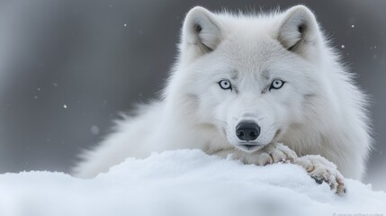 Obraz premium Majestic Arctic Wolf in Winter Wonderland