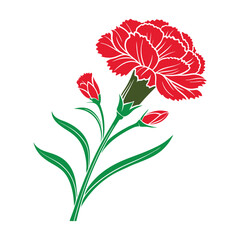 Vector illustration of a carnation flower on a white background