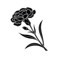 Vector illustration of a carnation flower on a white background