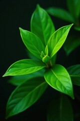 Vibrant green leaves, sharp focus, dark backdrop, flora, dark