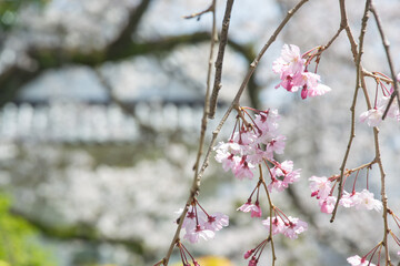 小田原城址公園のしだれ桜のクローズアップ