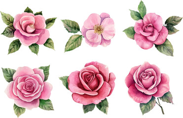set of pink roses vector