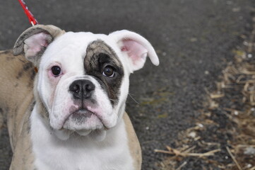 Obraz premium Puppy