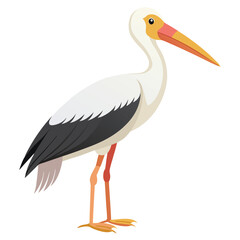 Stork isolated on white background