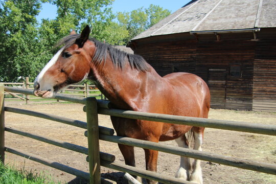 brown horse 