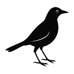Myna Silhouette Vector Art Design | Black and White Myna Bird Vector Illustration