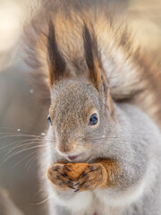 The squirrel with nut sits on tree in the winter or late autumn