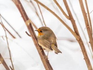 Cute bird the European Robin, Erithacus rubecula. sitting on the tree branch in winter.