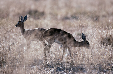 duikers in the savanna