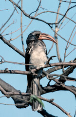 Hornbill on a branch © Raphael