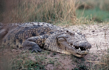 Nile crocodile