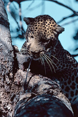 leopard eating warthog on a tree