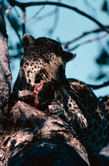 leopard eating warthog on a tree