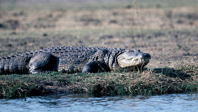 crocodile in the wild