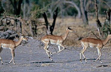 impala in the wild