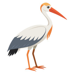 Stork isolated on white background