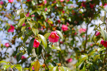 Beautiful camellia flower on tree. The Expo 70 Commemorative Park, Osaka, Japan