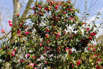 Beautiful camellia flower on tree. The Expo 70 Commemorative Park, Osaka, Japan