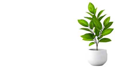 Leafy houseplant in a white ceramic pot