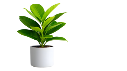 Lush green houseplant in white pot