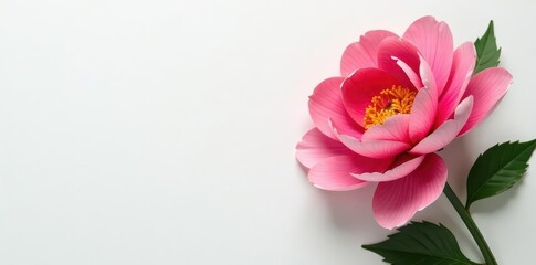 Intricate crepe paper peony, solitary, pure white backdrop , blossom, art