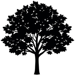 Obraz premium A paperbark-maple-tree-silhouette-vector-illustration. 