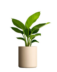 Lush houseplant in a minimalist ceramic pot