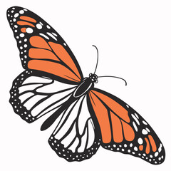 Monarch Butterfly vector illustration