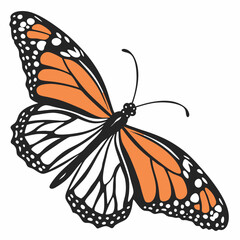 Monarch Butterfly vector illustration