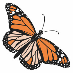 Monarch Butterfly vector illustration