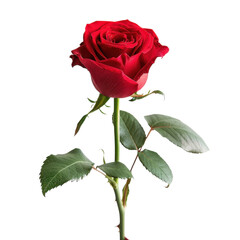 Fototapeta premium Stunning Red Rose on Black Background