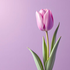 Naklejka premium Stunning Tulip on Soft Purple Background, Elegant Floral Nature Photography with Copyspace for Text, Design, and Marketing