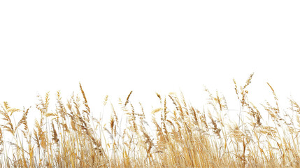 Fototapeta premium Golden Wheat Field in Autumn