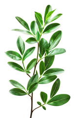 Fototapeta premium Stunning Green Plant Branch with Lush Leaves