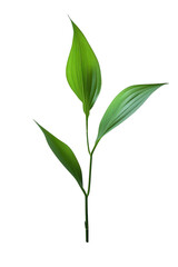 Fototapeta premium Vibrant Green Leaves - Nature's Beauty
