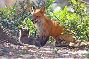 The mother fox with  the baby in the forest, Canada