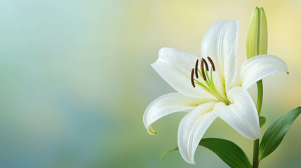 Obraz premium Elegant White Lily Bloom with Soft Green Background and Water Droplets on Petals