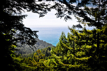 View from Woods