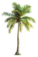 Majestic Coconut Palm Tree in Full Glory