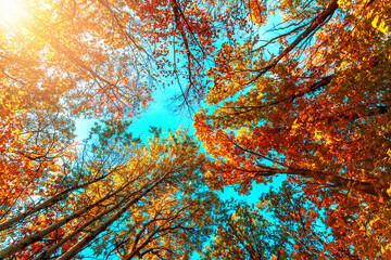 Autumn forest background. Vibrant color oak tree, red orange foliage in fall park. Nature change...
