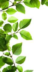 Fototapeta premium cutout Fresh Green Leaves on Branches - Nature's Beauty