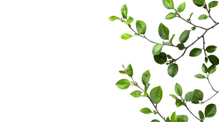Fototapeta premium cutout Fresh Green Leaves on Branches - Spring Nature