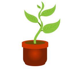 Green plant in pot
