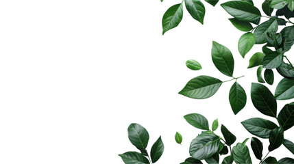 Naklejka premium Stunning Green Leaves on a Black Background