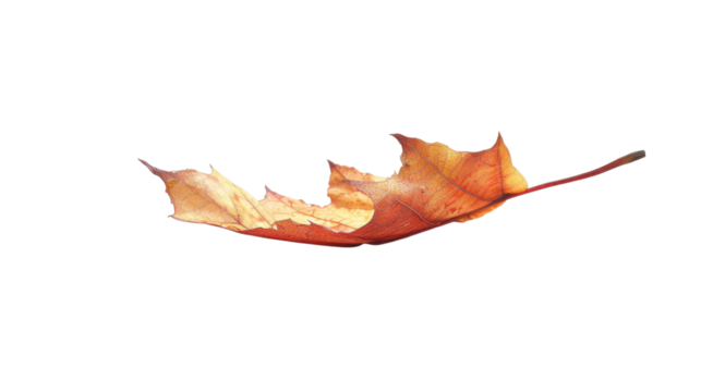 Autumn Maple Leaf in Flight