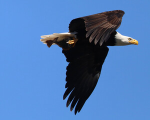 Eagle, Flying, with blue sky background