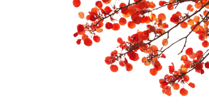 Autumn Leaves - Vibrant Red Foliage