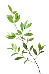 Obraz premium Fresh Green Leaves on Branch - Nature's Beauty