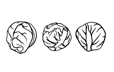 Black and white cabbage line art, ideal for coloring books, botanical prints, food packaging, recipe cards, menus, educational material, and kitchen decor.